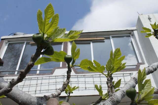 Гостевой дом Pataki Studios Петровац-8